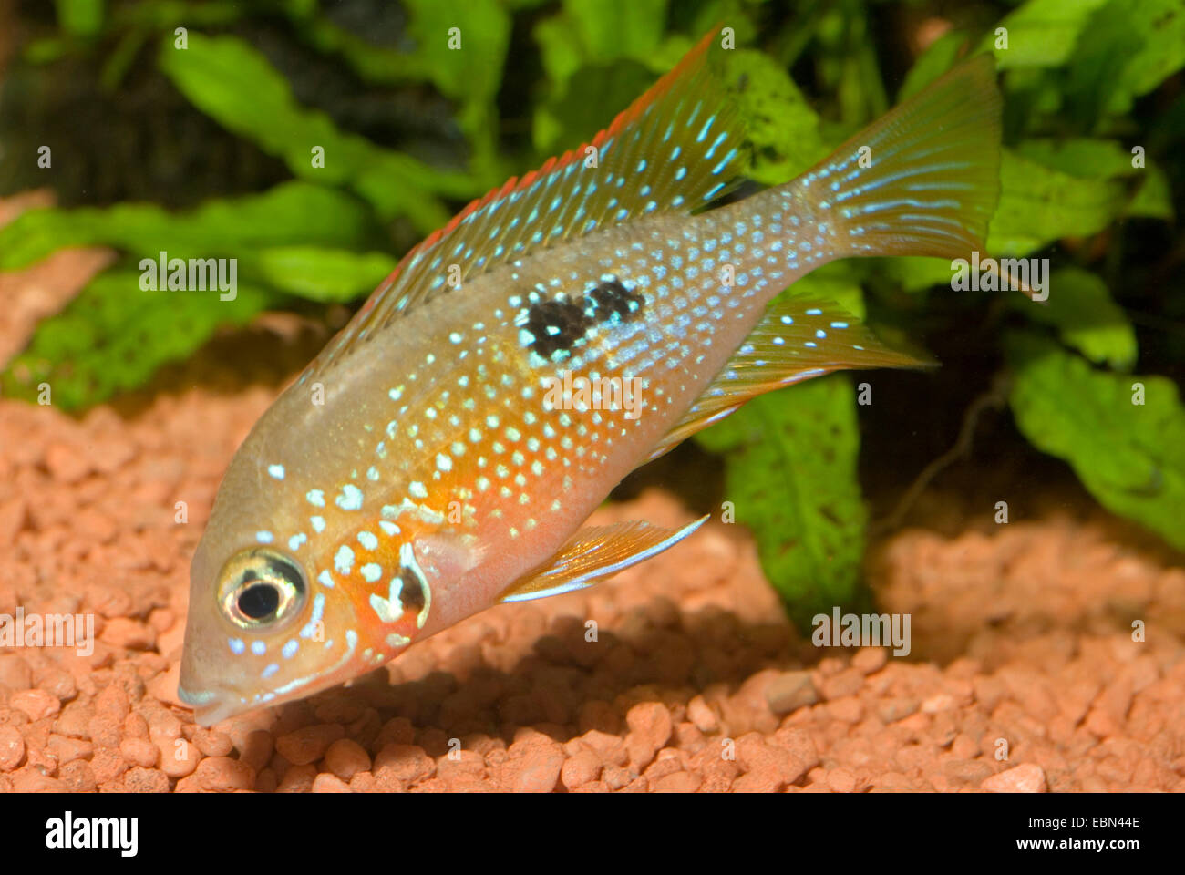 Heller's Cichlid (Thorichthys helleri), swimming Stock Photo