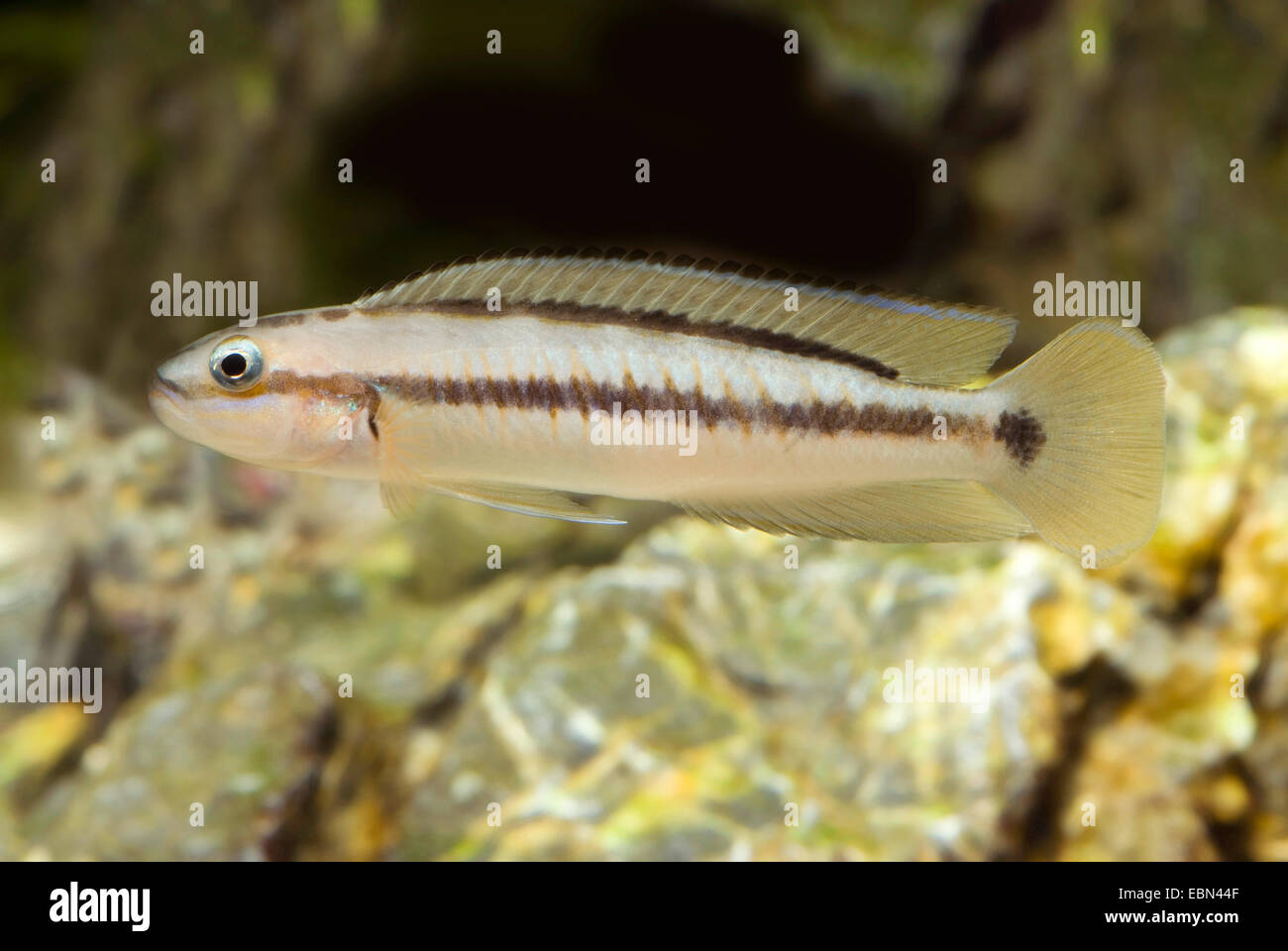 Tanganjika Shell Cichlid (Telmatochromis vittatus), swimming Stock Photo