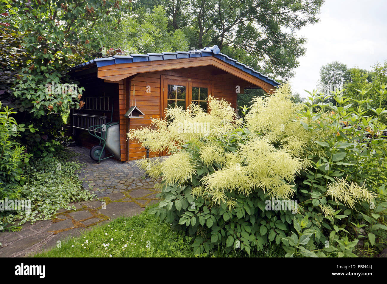 goat's beard spiraea, common goatsbeard (Aruncus dioicus), blooming in a garden with garden house, Germany, North Rhine-Westphalia Stock Photo