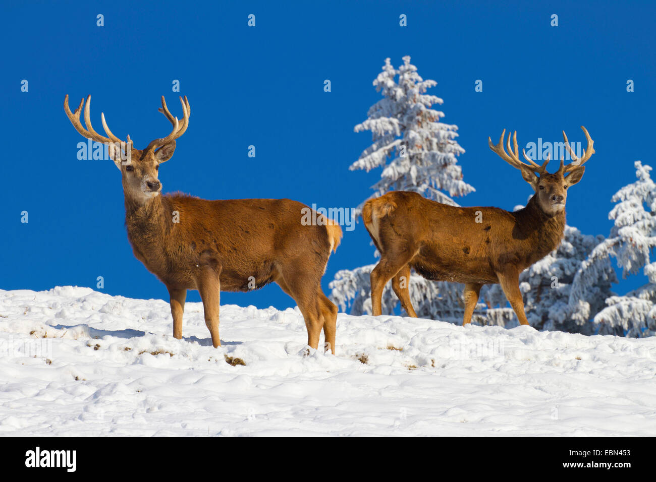 red deer (Cervus elaphus), two stags in winter against blue sky, Austria, Vorarlberg Stock Photo