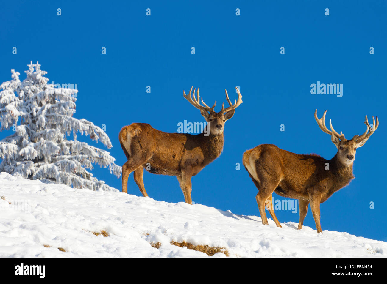 red deer (Cervus elaphus), two stags in winter against blue sky, Austria, Vorarlberg Stock Photo