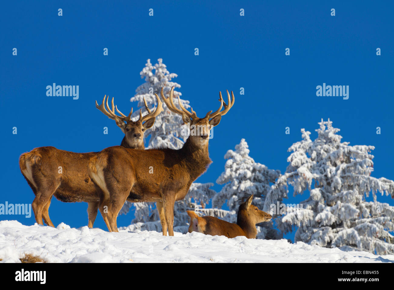 red deer (Cervus elaphus), in winter, Austria, Vorarlberg Stock Photo