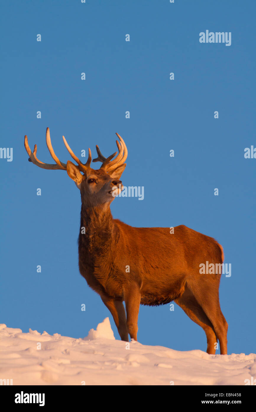 red deer (Cervus elaphus), stag in winter in the evening light, Austria, Vorarlberg Stock Photo