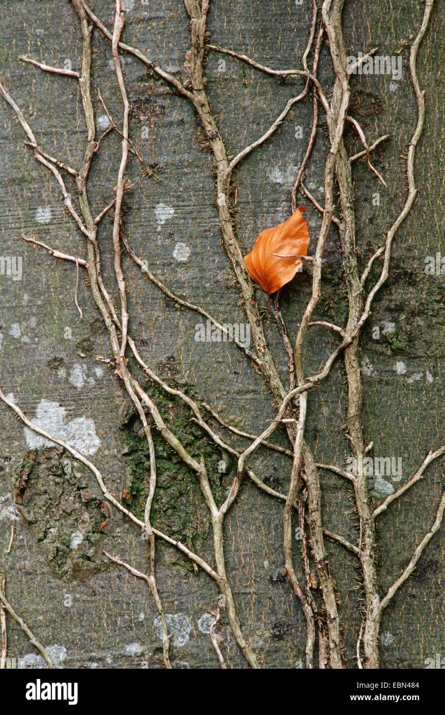 common beech (Fagus sylvatica), ivy roots on beech tree trunk, Germany, Bavaria Stock Photo