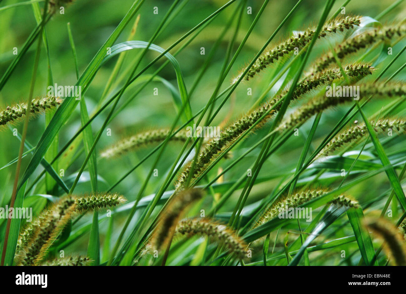 bottle grass, green bristle-grass, green foxtail (Setaria viridis), spikes Stock Photo