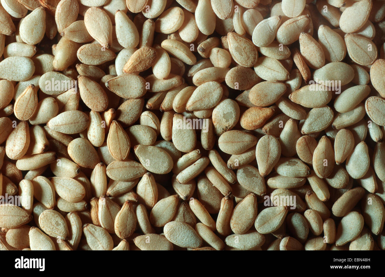 sesamum, sesame (Sesamum indicum), seeds Stock Photo