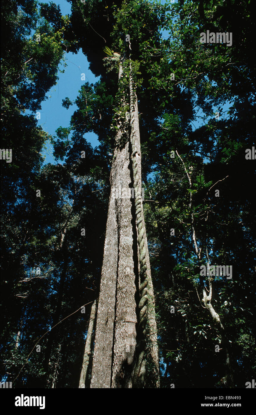 emergent tree in the rain forest, Australia, Queensland, Great