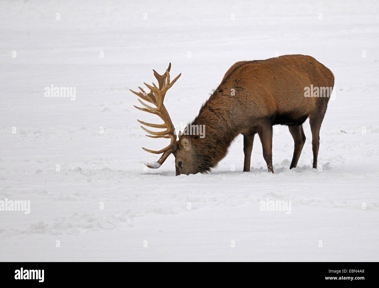 red deer (Cervus elaphus), stag sniffing in the snow, Germany Stock Photo