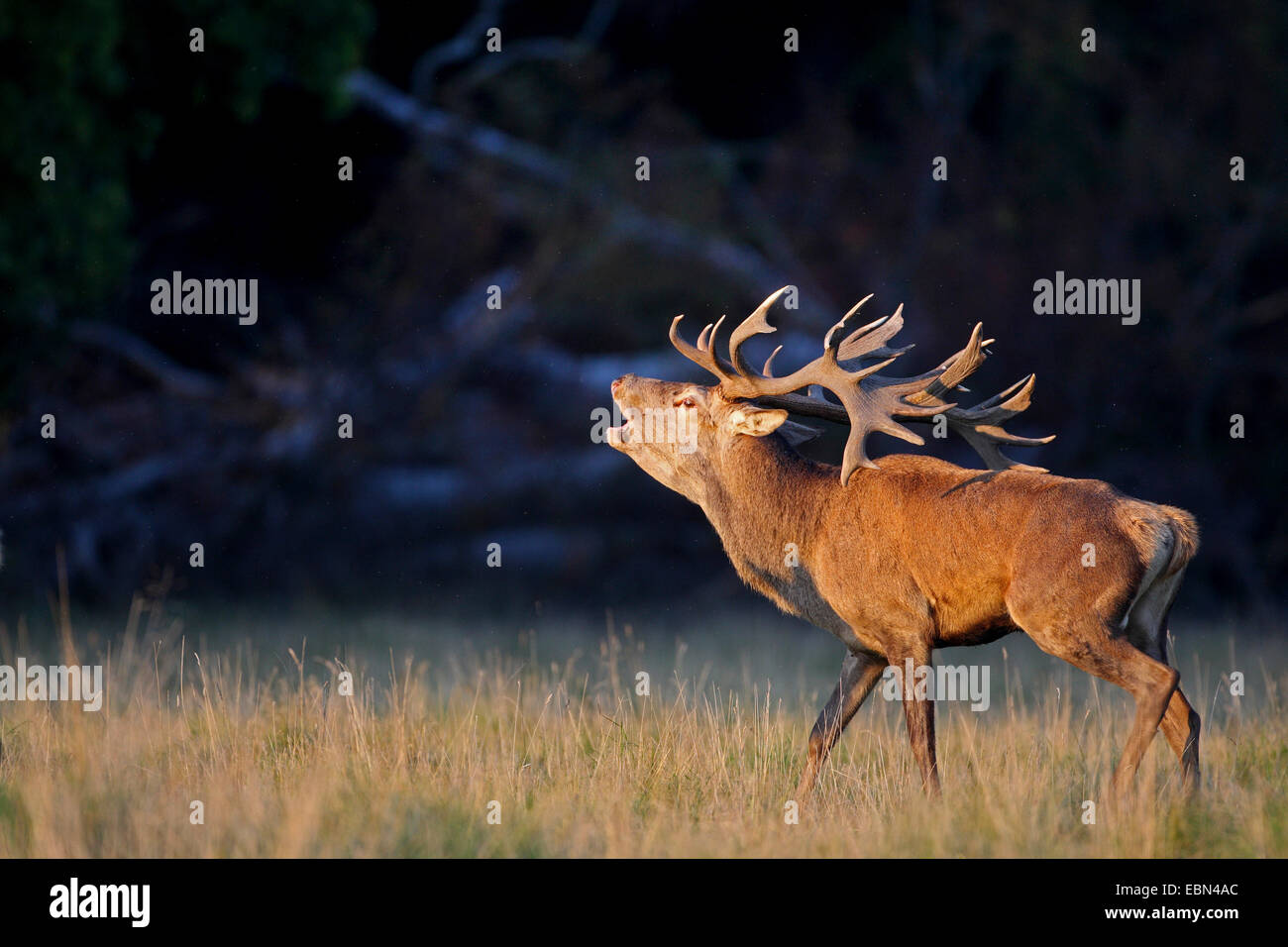 red deer (Cervus elaphus), roaring stag, Germany Stock Photo