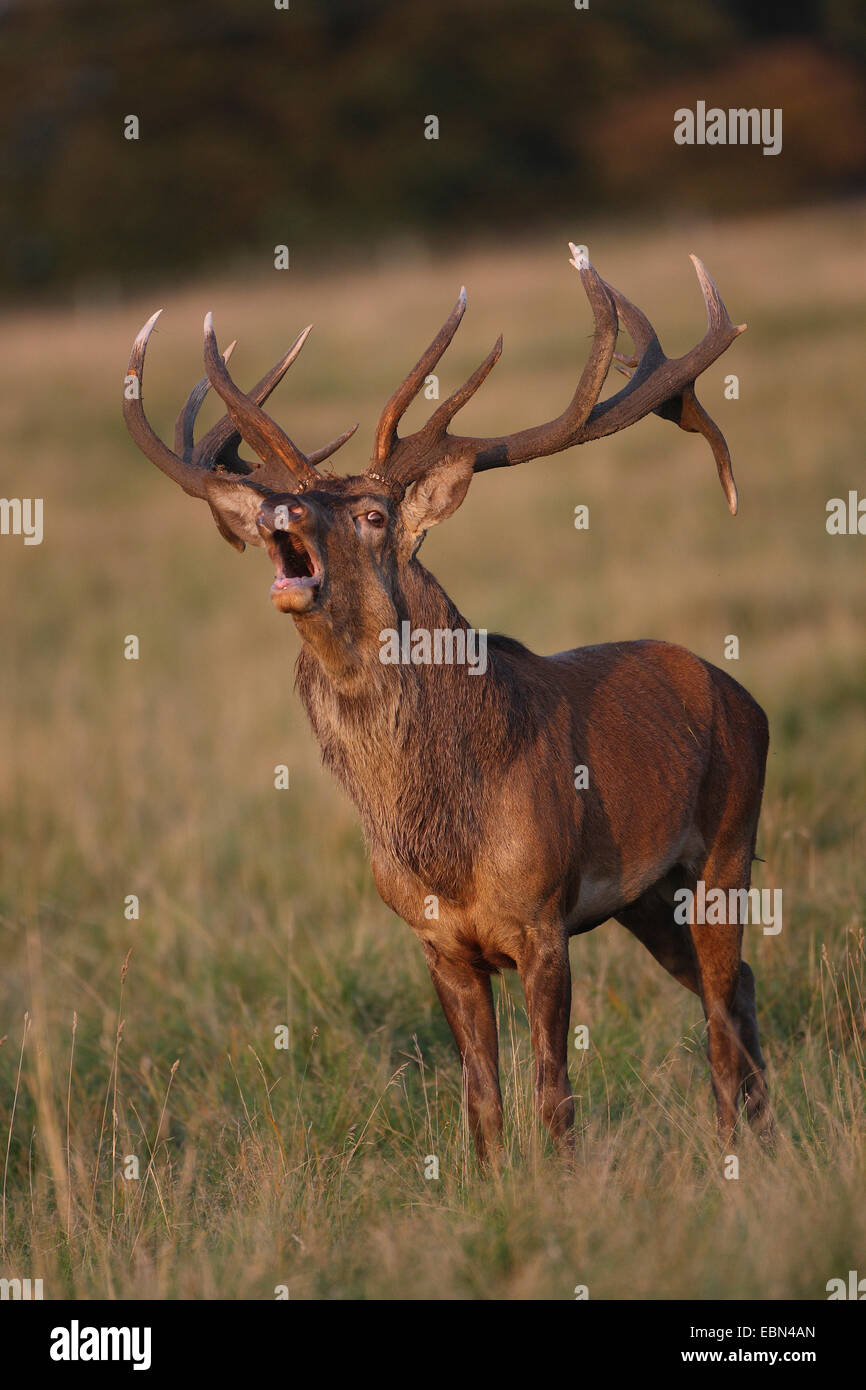 red deer (Cervus elaphus), roaring stag in a meadow, Germany Stock Photo