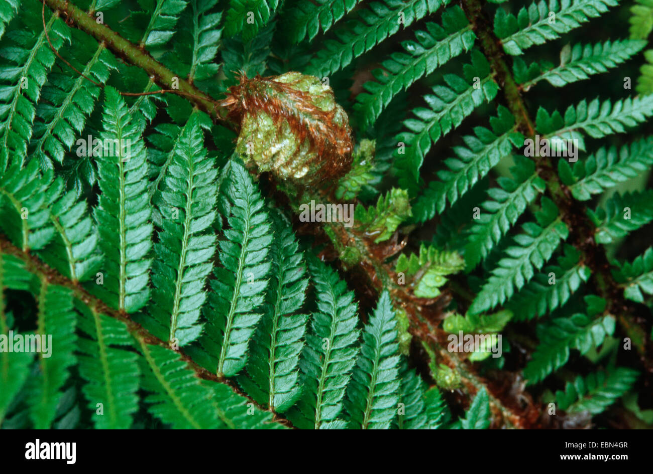 hard shield fern (Polystichum aculeatum), leafes Stock Photo
