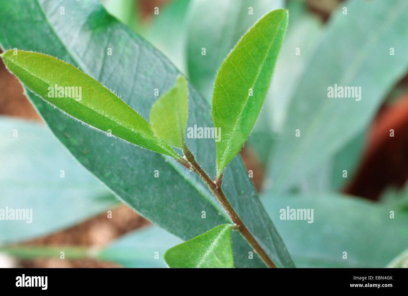 Yerba mate, Paraguay tea (Ilex paraguariensis, Ilex paraguayensis