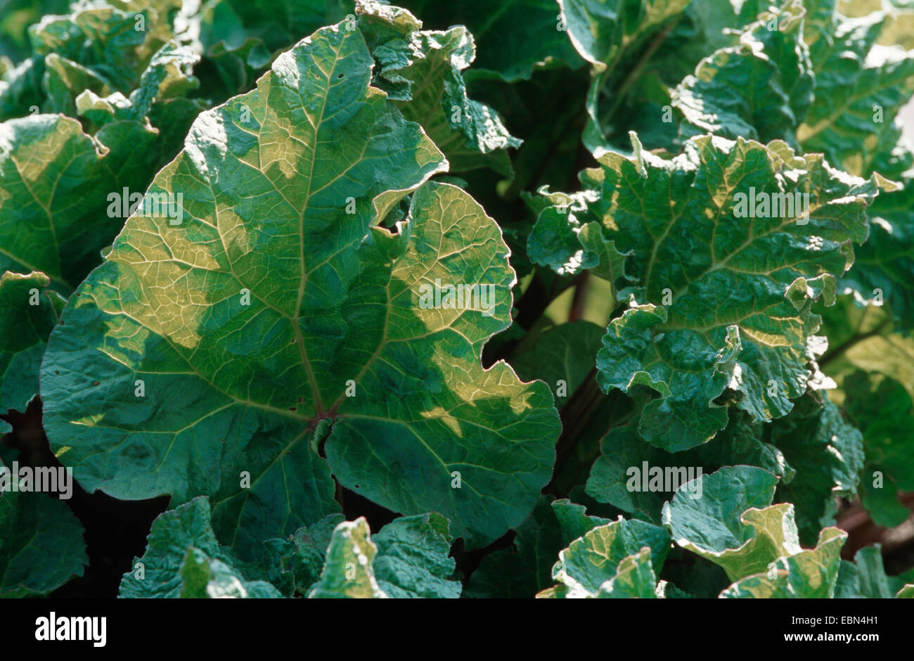 rhubarb (Rheum rhaponticum, Rheum rhabarbarum), leaves Stock Photo