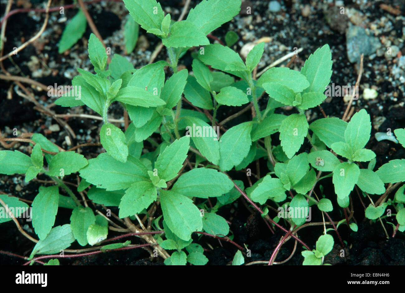 stevia (Stevia rebaudiana), leaves Stock Photo Alamy