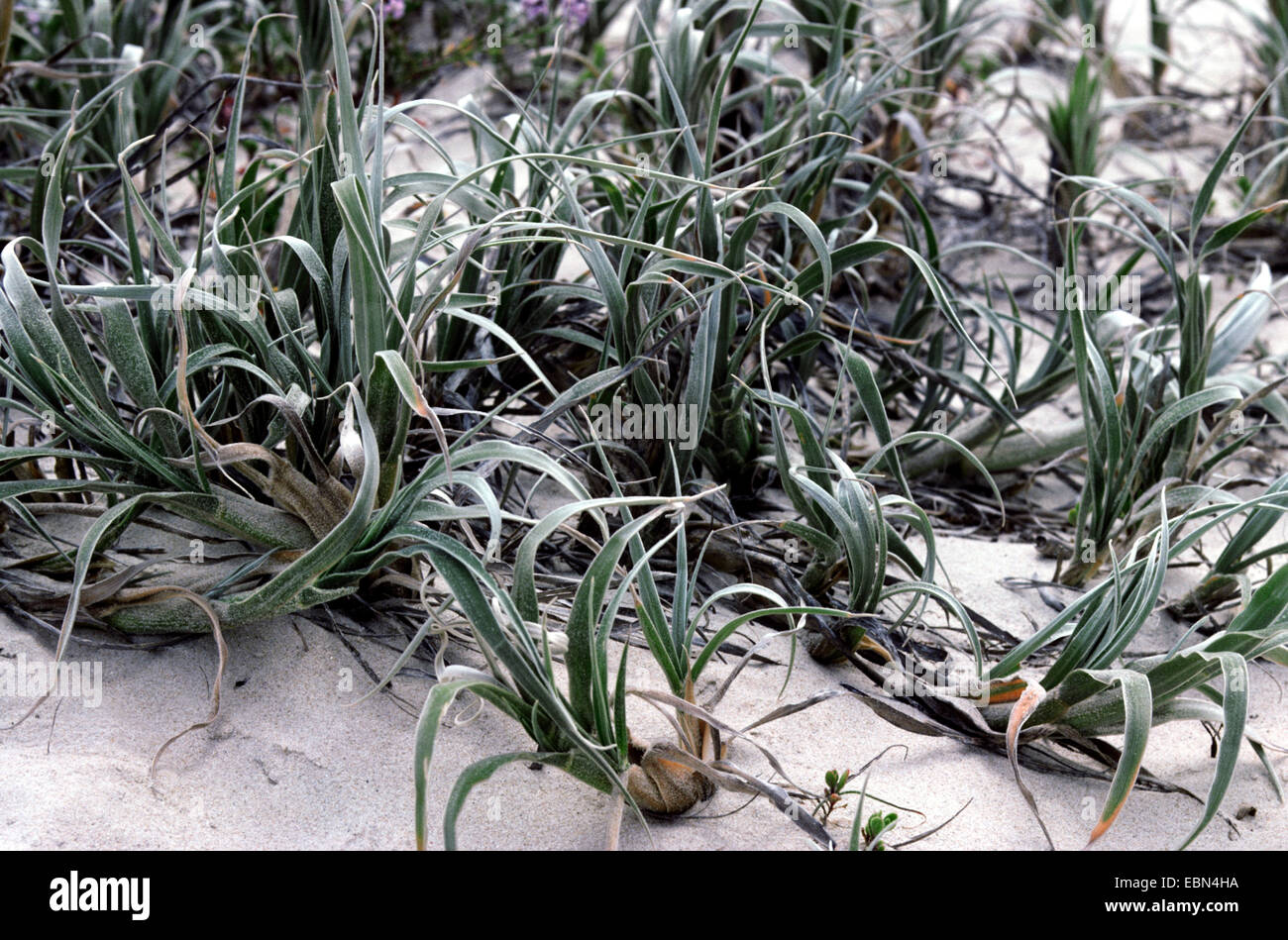 Spinifex (Spinifex hirsutus), plants at the beach Stock Photo