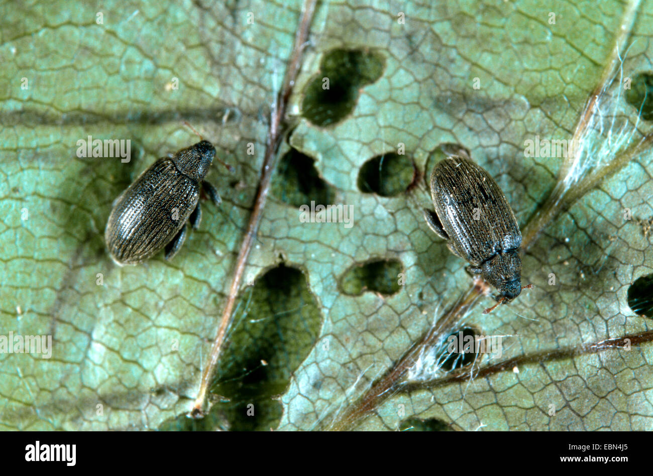 beech flea weevil, beech leaf mining weevil, beech leafminer (Rhynchaenus fagi), two beetles on an infected leaf Stock Photo