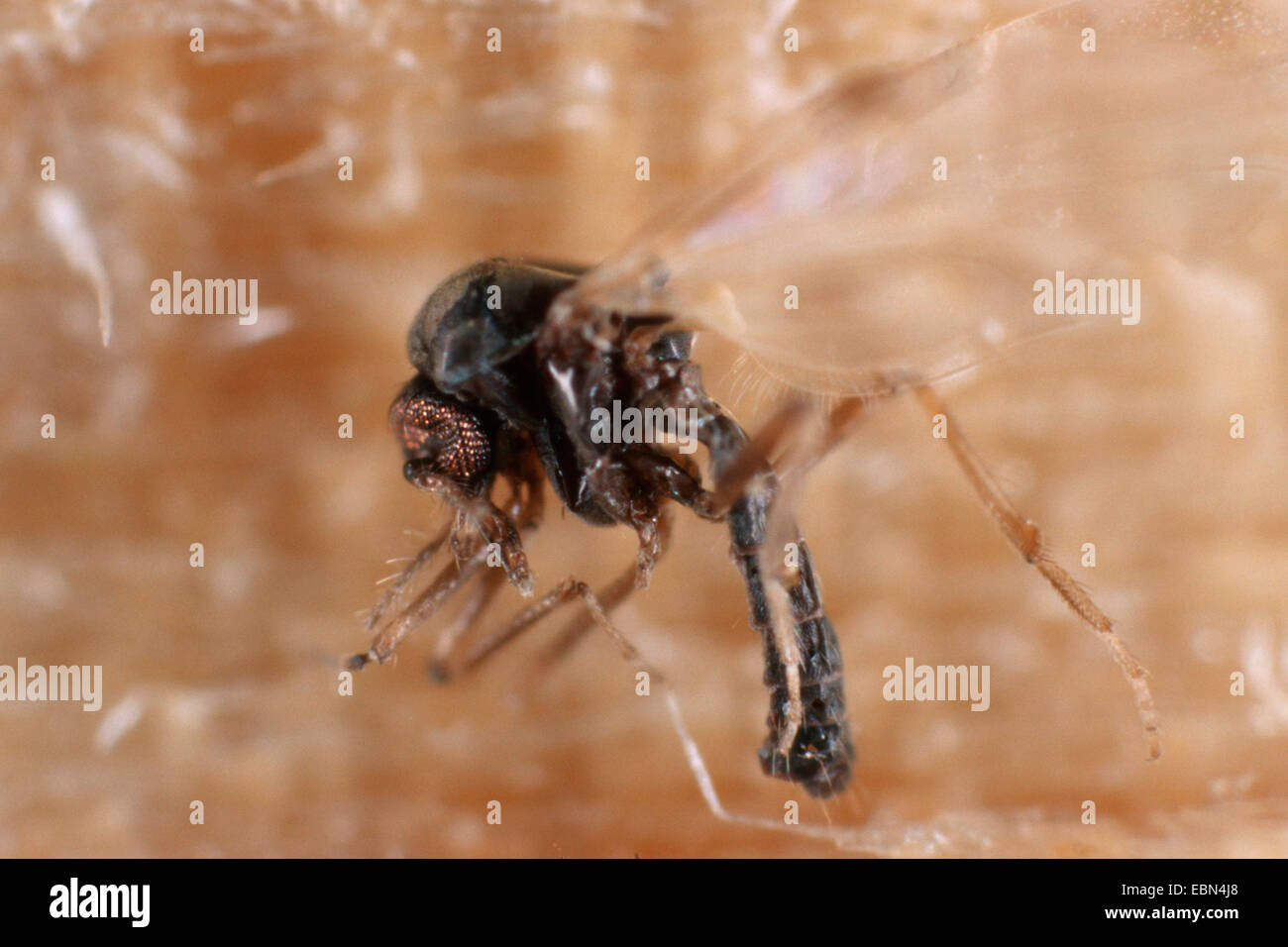 biting midges, punkies, no-see-ums (Ceratopogonidae), sitting Stock Photo