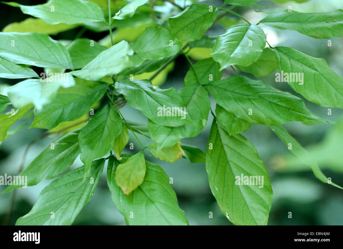 Indian Beech Tree, Honge Tree, Pongam Tree, Panigrahi (Pongamia pinnata, Pongamia glabra, Millettia pinnata, Derris indica), leaves Stock Photo
