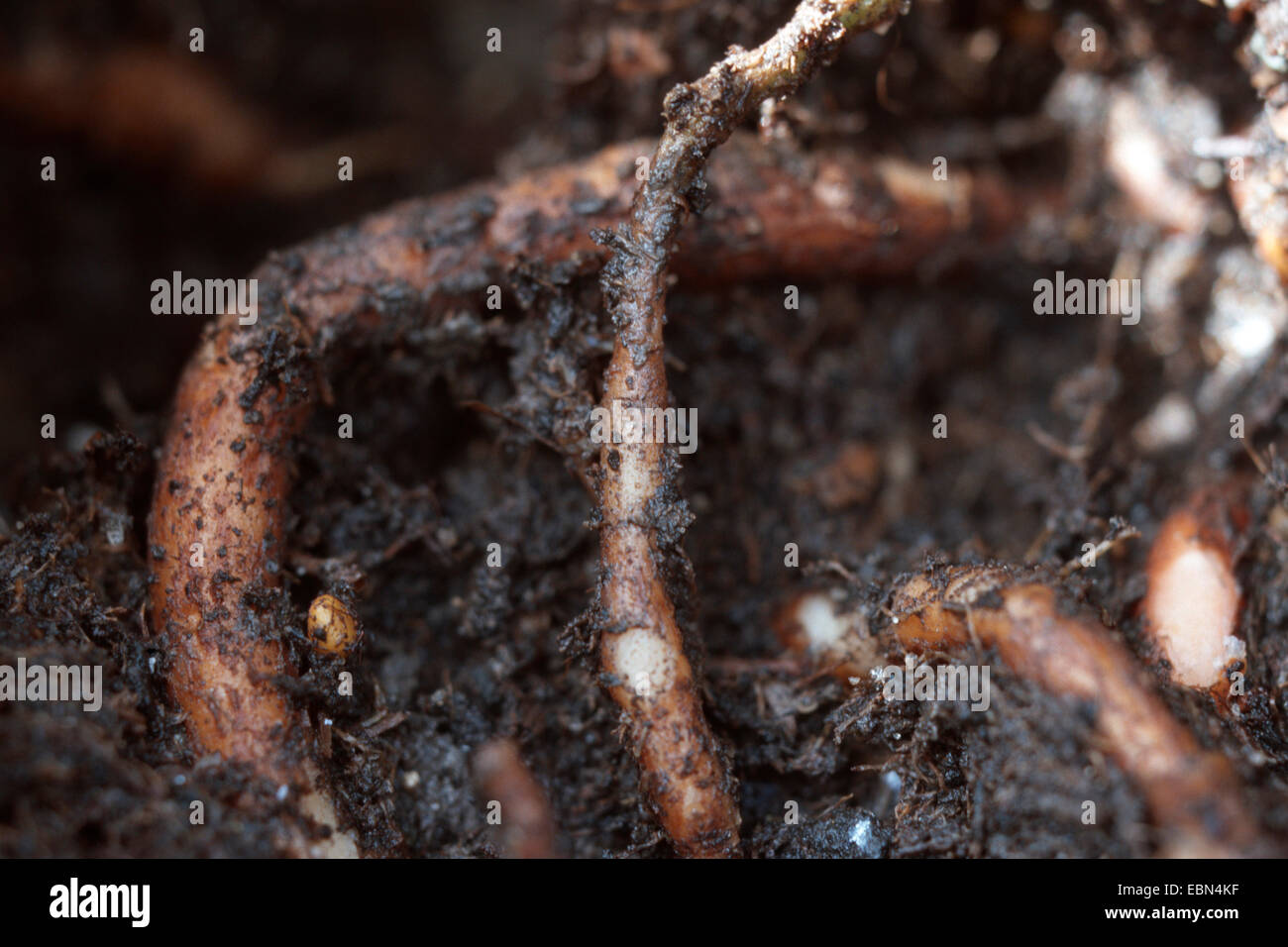 geranium (Pelargonium sidoides, Pelargonium reniforme), roots Stock Photo