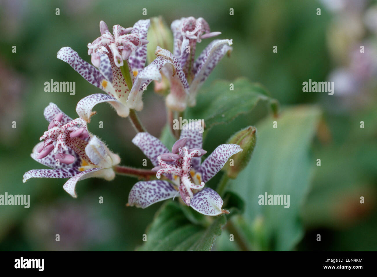 toad lily (Tricyrtis hirta, Tricyrtis japonica), blooming Stock Photo