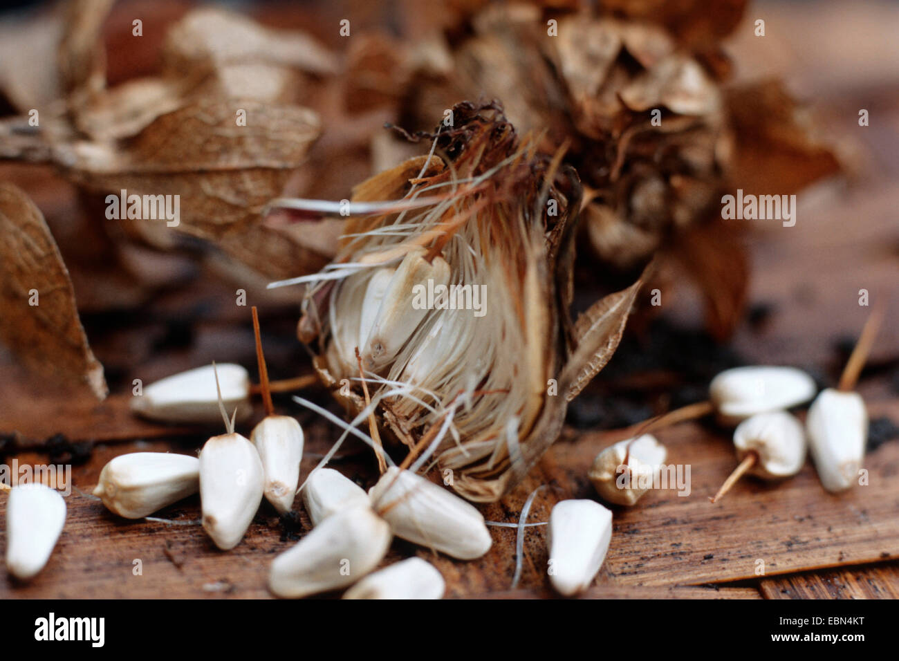 Natural Dried Safflower Petals - Carthamus Tinctorius Herbal Tea 2oz Bag