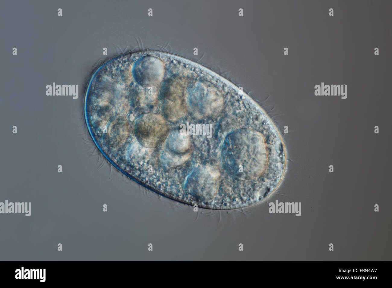 single-celled organism in differential interference contrast Stock Photo