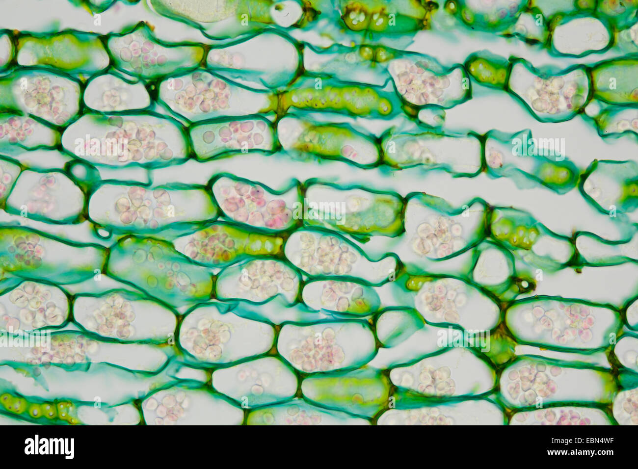 horse-radish (Armoracia rusticana), microscopical cut of a root with starch grains Stock Photo