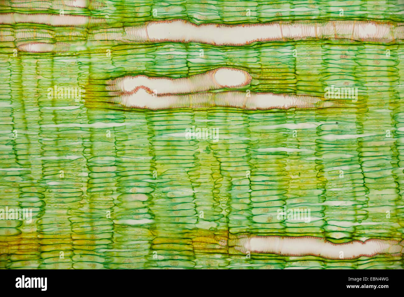 horse-radish (Armoracia rusticana), microscopical cut of a root Stock Photo