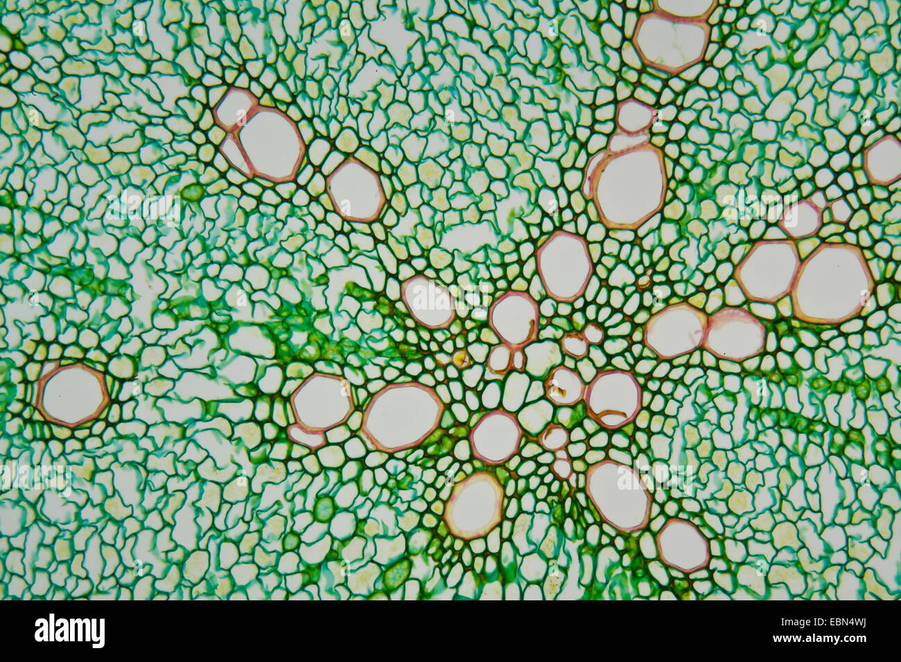 horse-radish (Armoracia rusticana), microscopical cut of a root Stock Photo