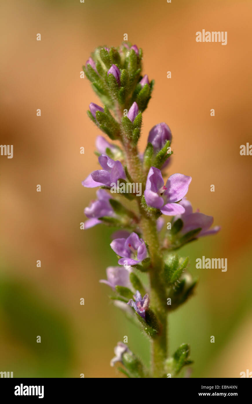 Common speedwell, Heath speedwell, Gypsy-weed (Veronica officinalis), inflorescence, Germany Stock Photo