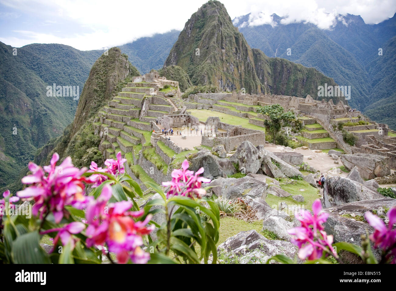 orchids in front of Machu Picchu, Peru, Aguas Calientes Stock Photo