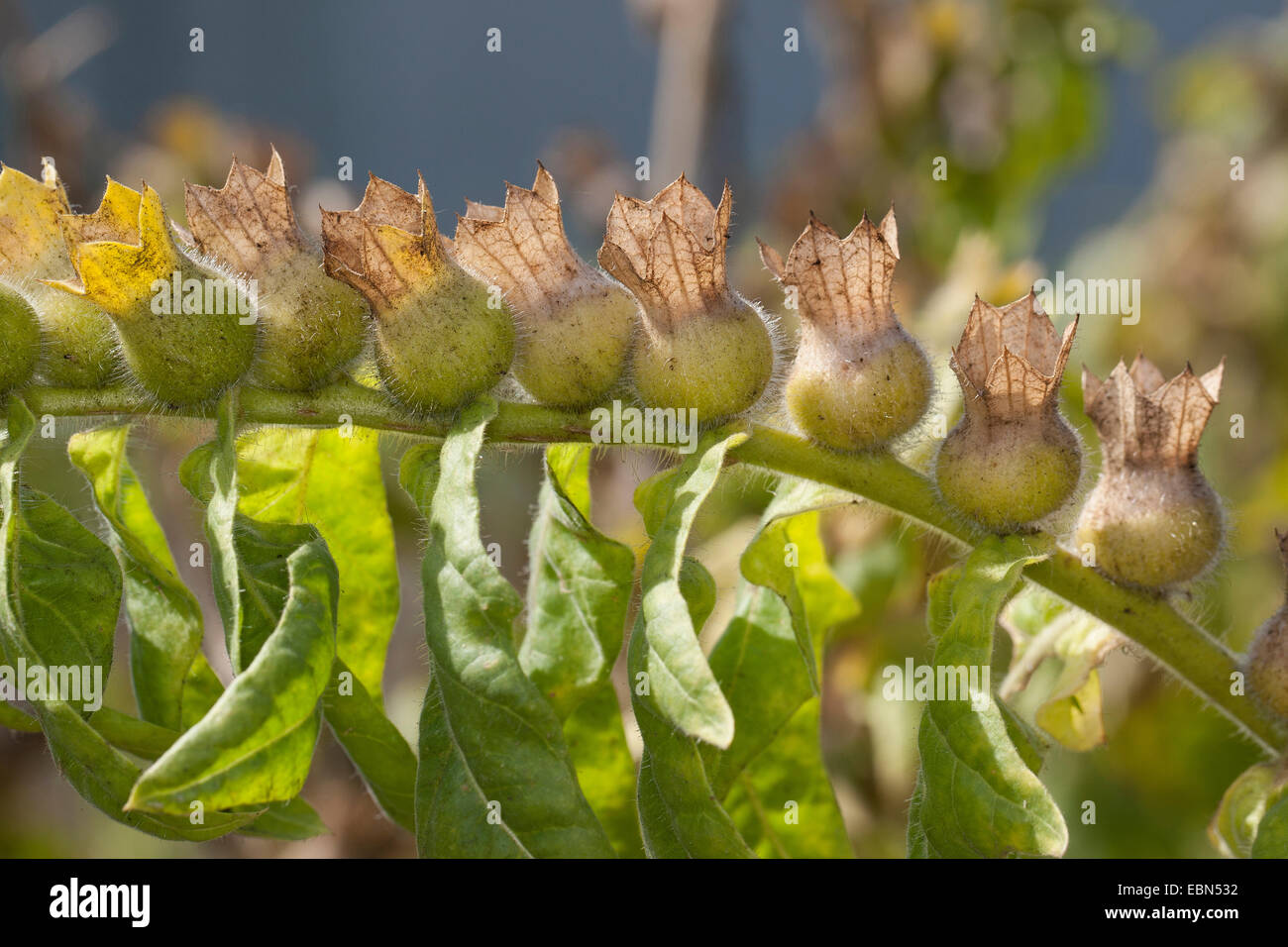 Black henbane (Hyoscyamus niger), fruits, Germany Stock Photo - Alamy