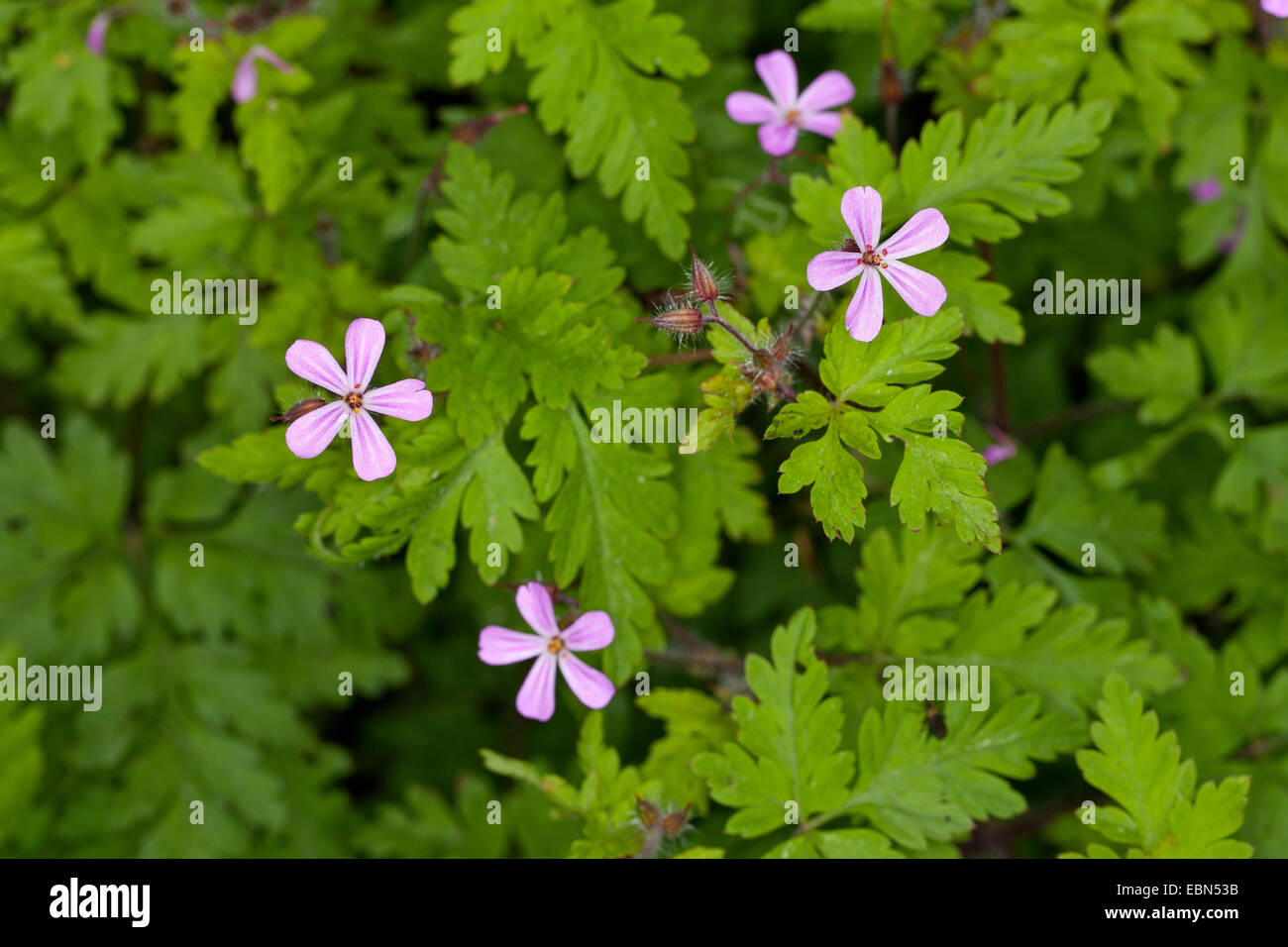 Herb Robert, Red Robin, Death come quickly, Robert Geranium (Geranium robertianum, Robertiella