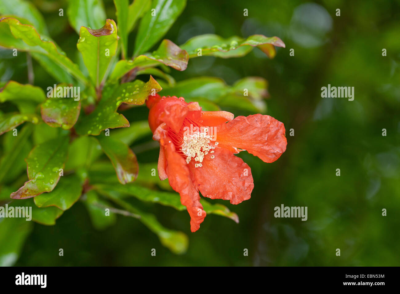 pomegranate, anar (Punica granatum), flower Stock Photo