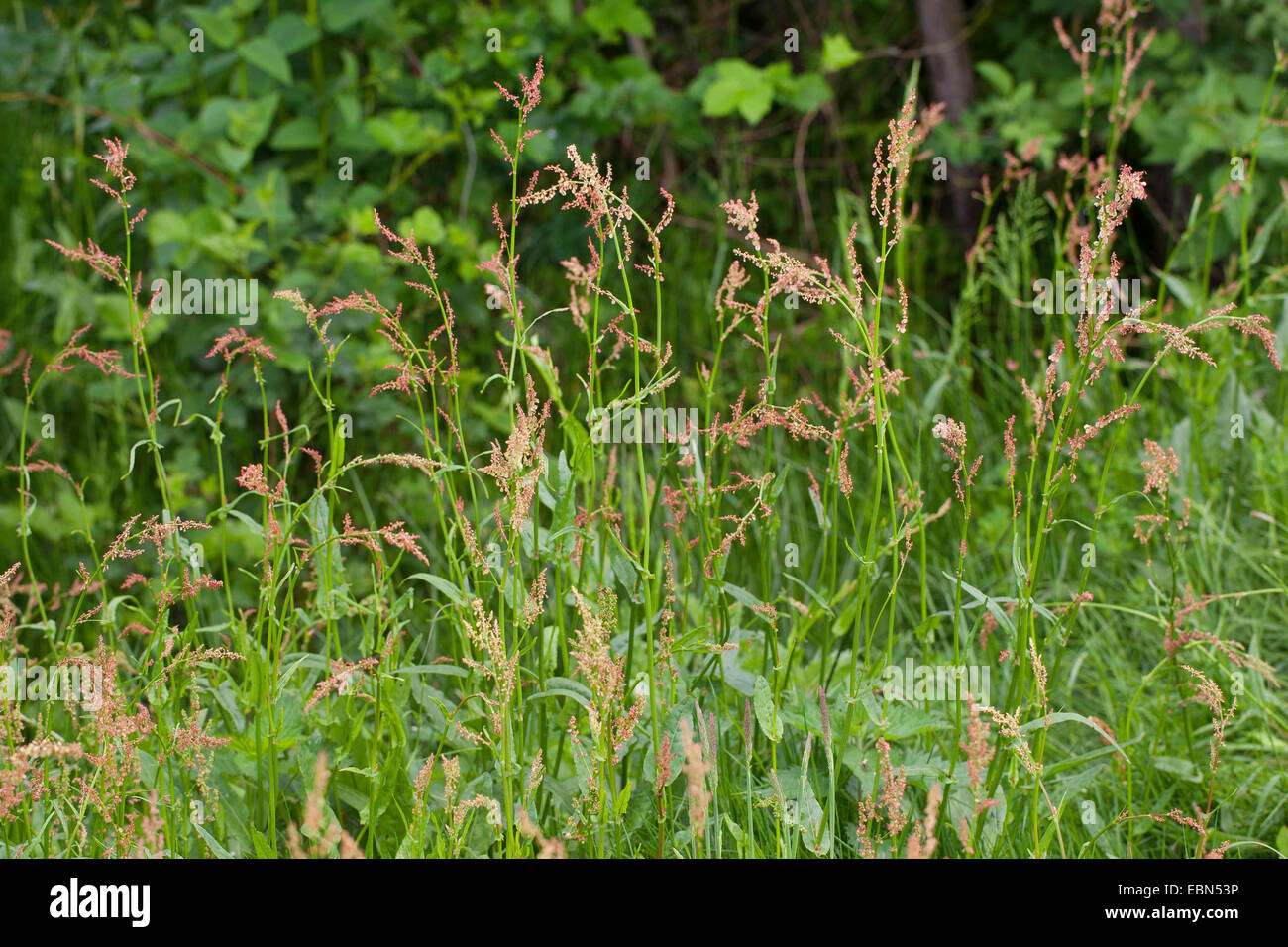 common sorrel, green sorrel, red sorrel, sheep's sorrel, garden sorrel
