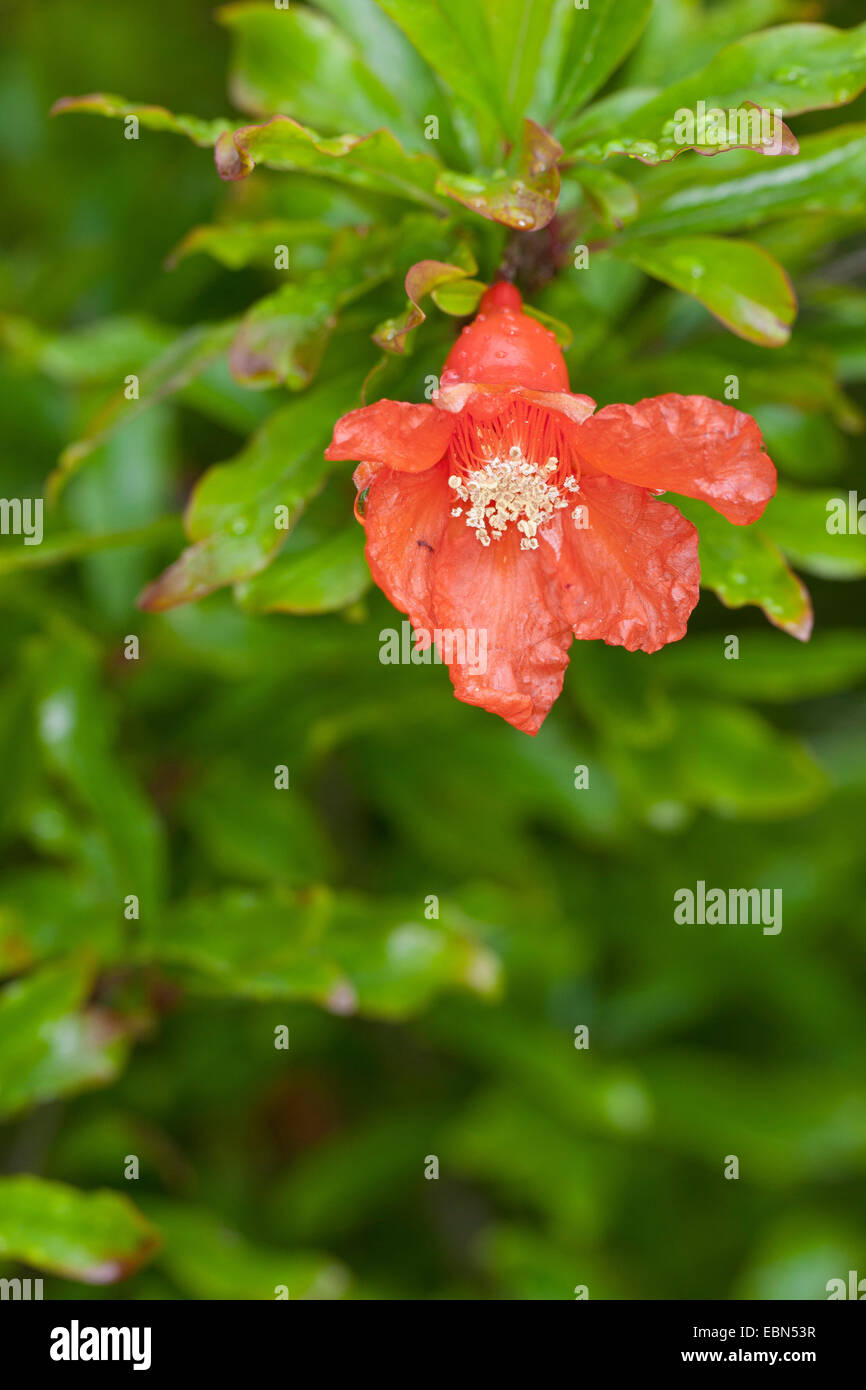 pomegranate, anar (Punica granatum), flower Stock Photo