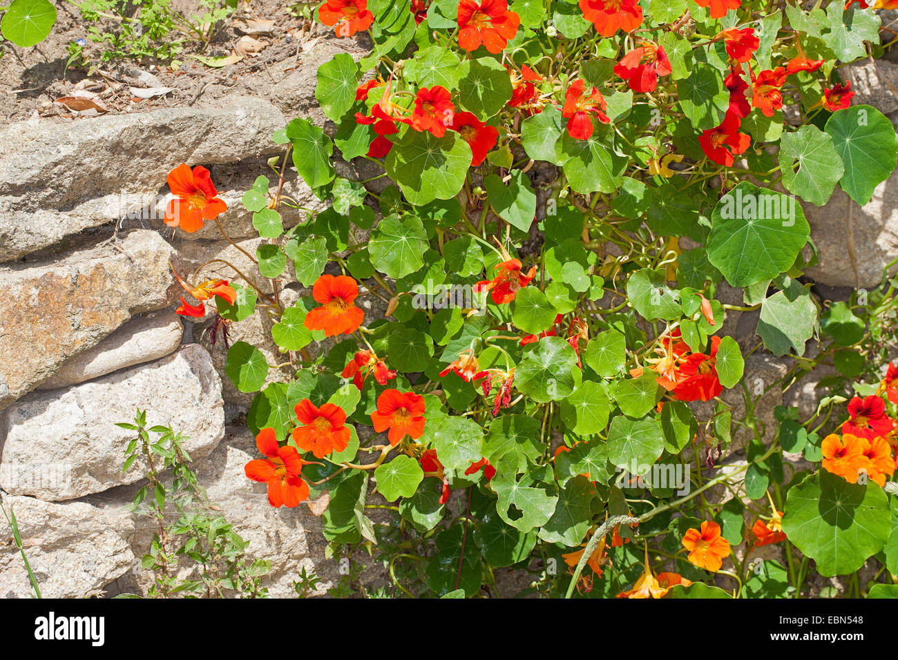 Bolivian Nasturtium (Tropaeolum tricolor), blooming Stock Photo