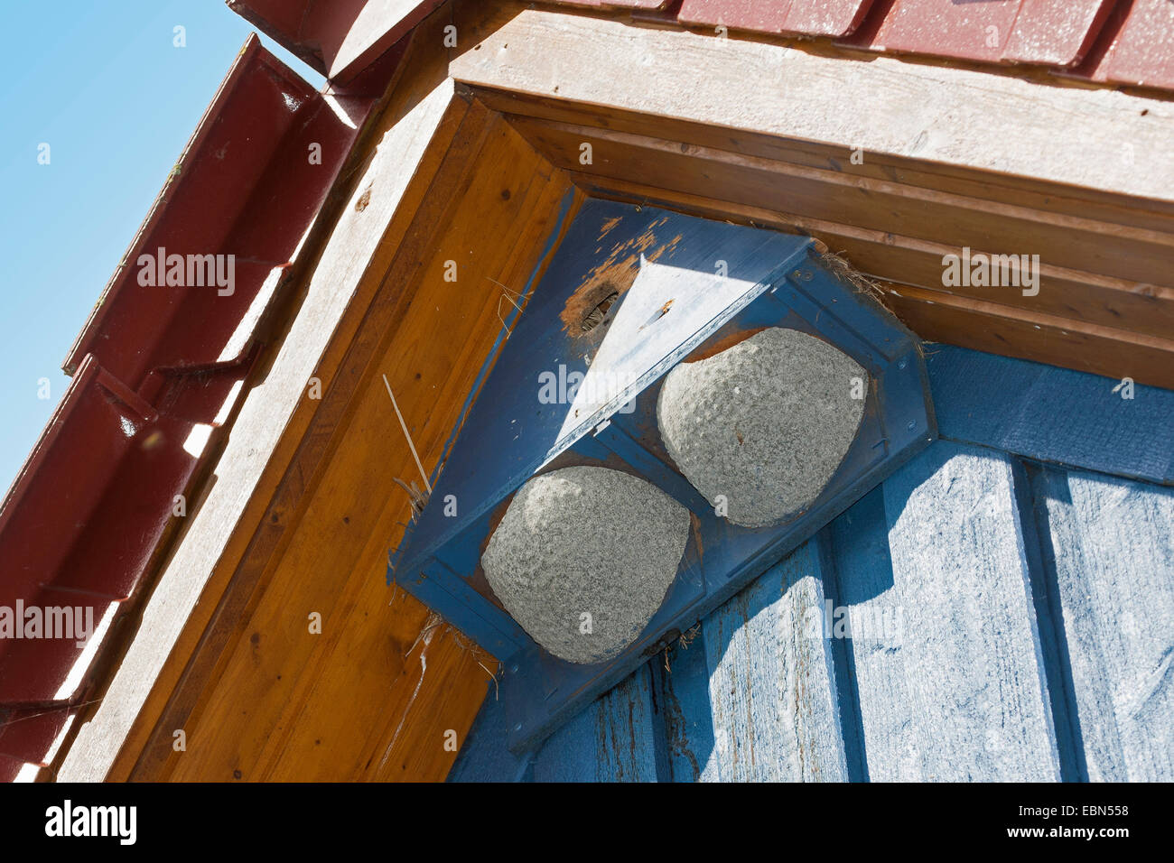 common house martin (Delichon urbica), nesting box for house martins and starlings in the gabled roof of a house, Germany Stock Photo