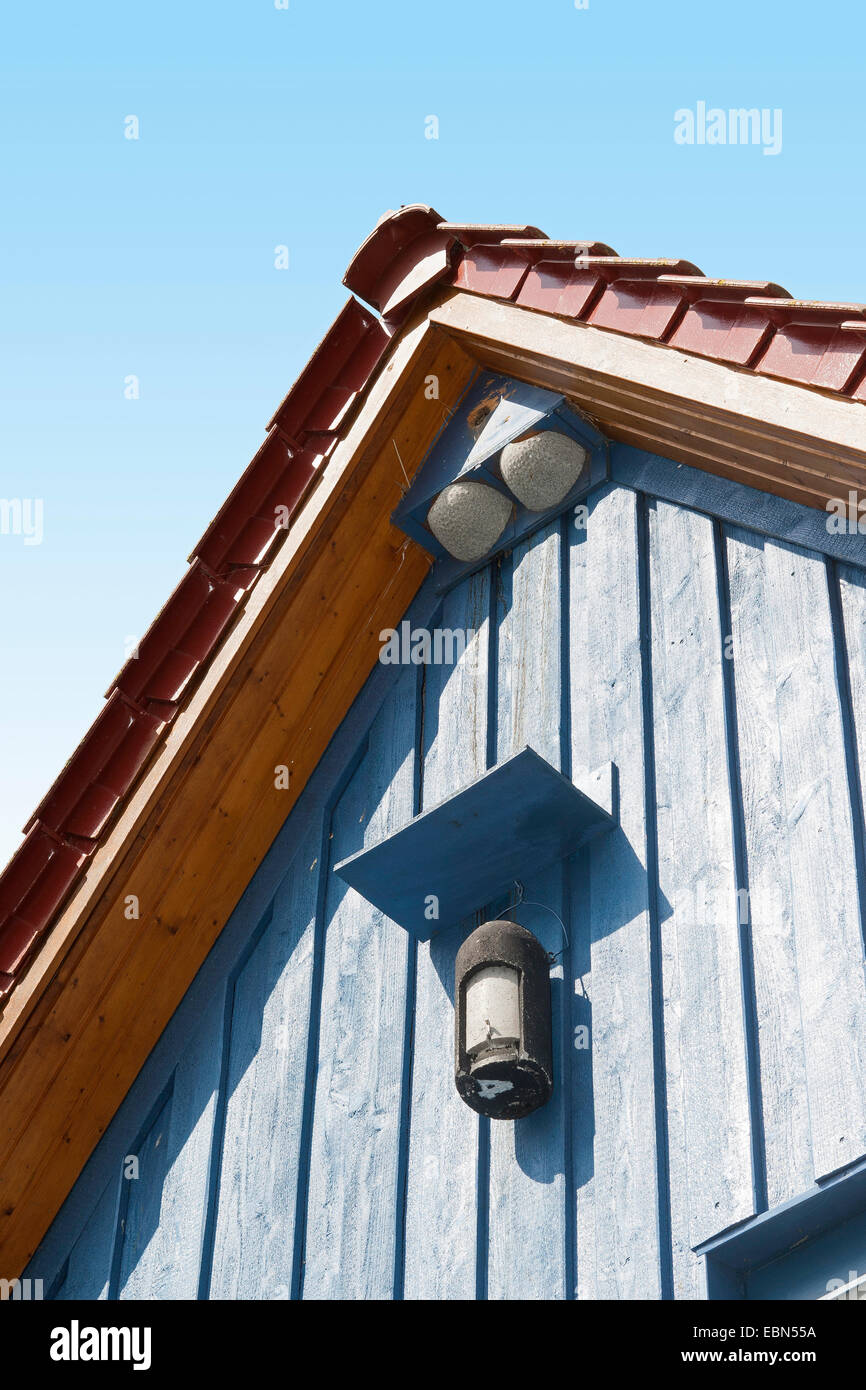 common house martin (Delichon urbica), nesting box for house martins and starlings in the gabled roof of a house, Germany Stock Photo