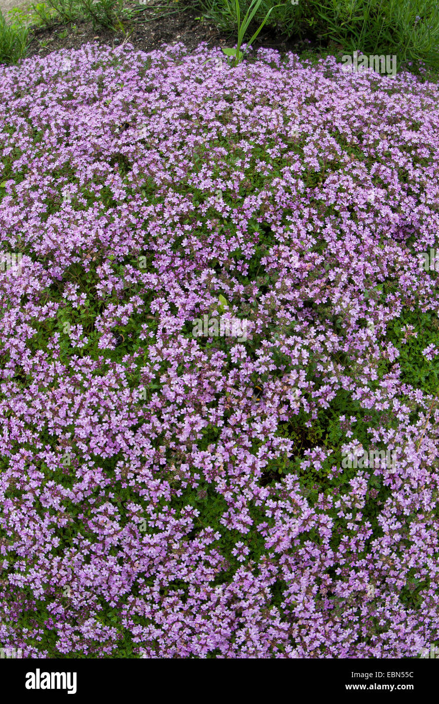 Wild thyme, Breckland thyme, Creeping thyme (Thymus serpyllum