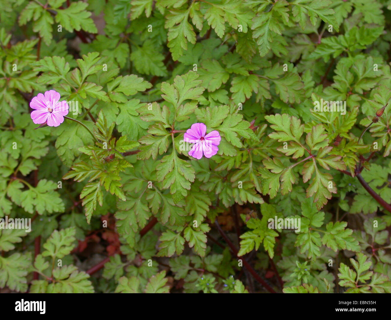 Herb robert leaf hires stock photography and images Alamy