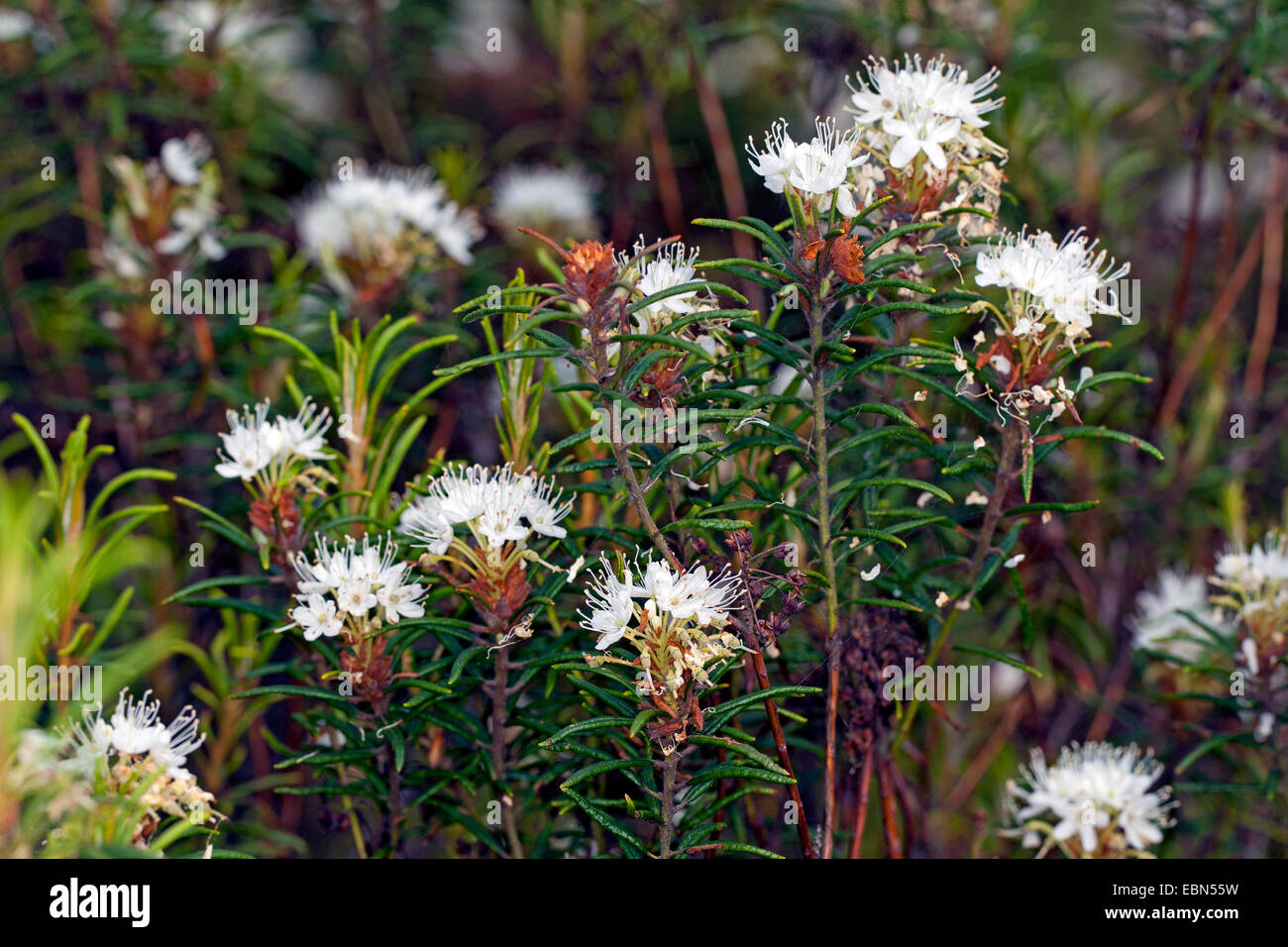 Wild Rosemary, Marsh Labrador tea, northern Labrador tea (Ledum palustre, Rhododendron tomentosum, Rhododendron palustre), blooming, Germany Stock Photo