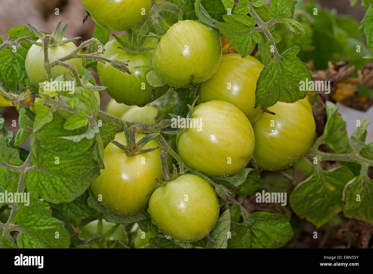 garden tomato (Solanum lycopersicum, Lycopersicon esculentum), unripe tomatoes on a plant Stock Photo