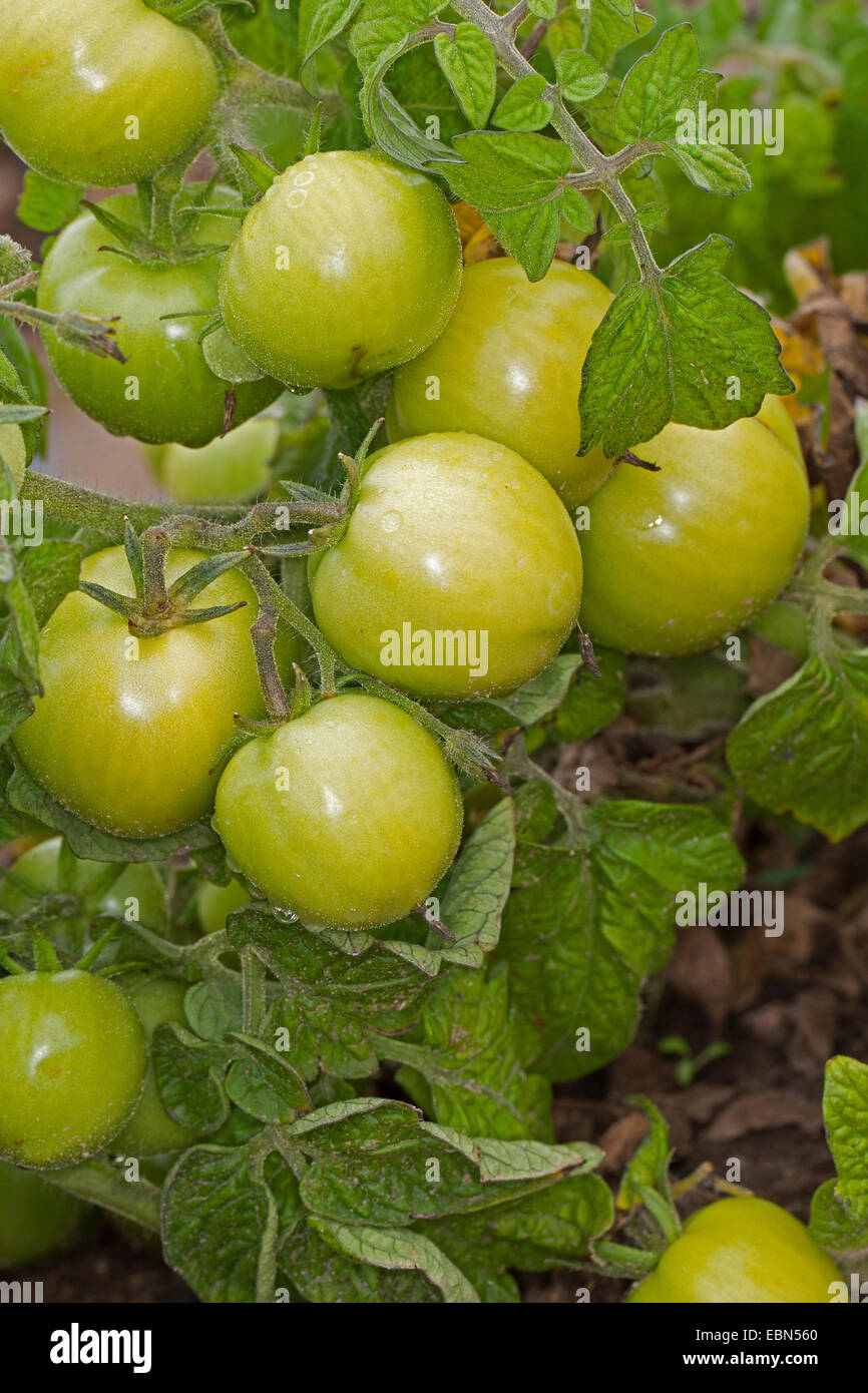 garden tomato (Solanum lycopersicum, Lycopersicon esculentum), unripe tomatoes on a plant Stock Photo