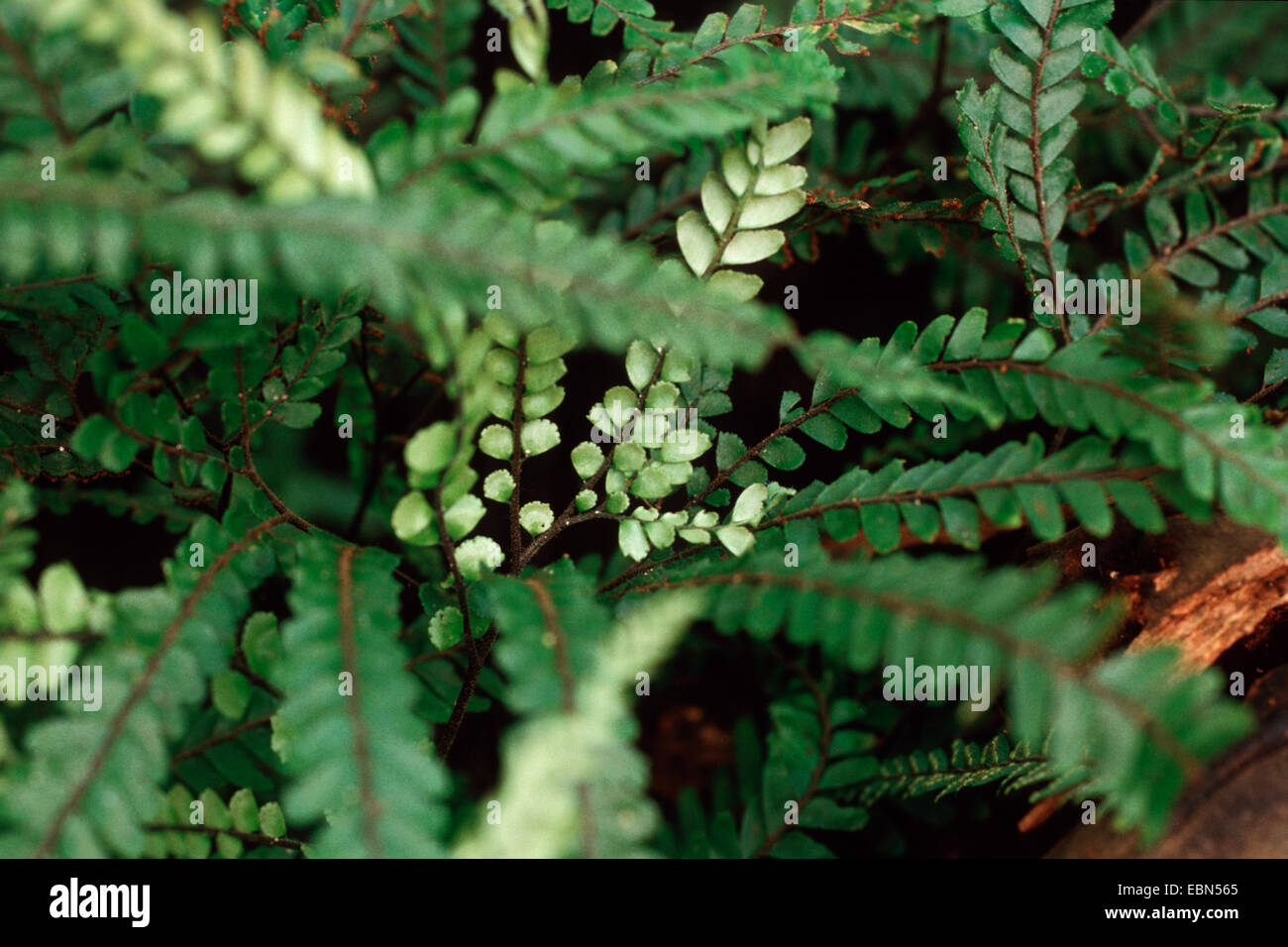 Canadian maidenhair (Adiantum fulvum), habit Stock Photo