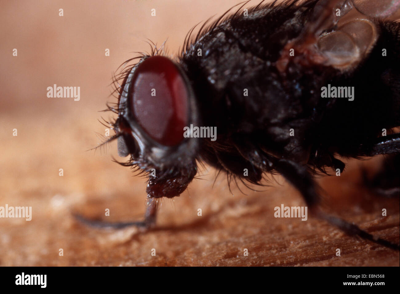 stable fly, dog fly, biting housefly (Stomoxys calcitrans), sitting on