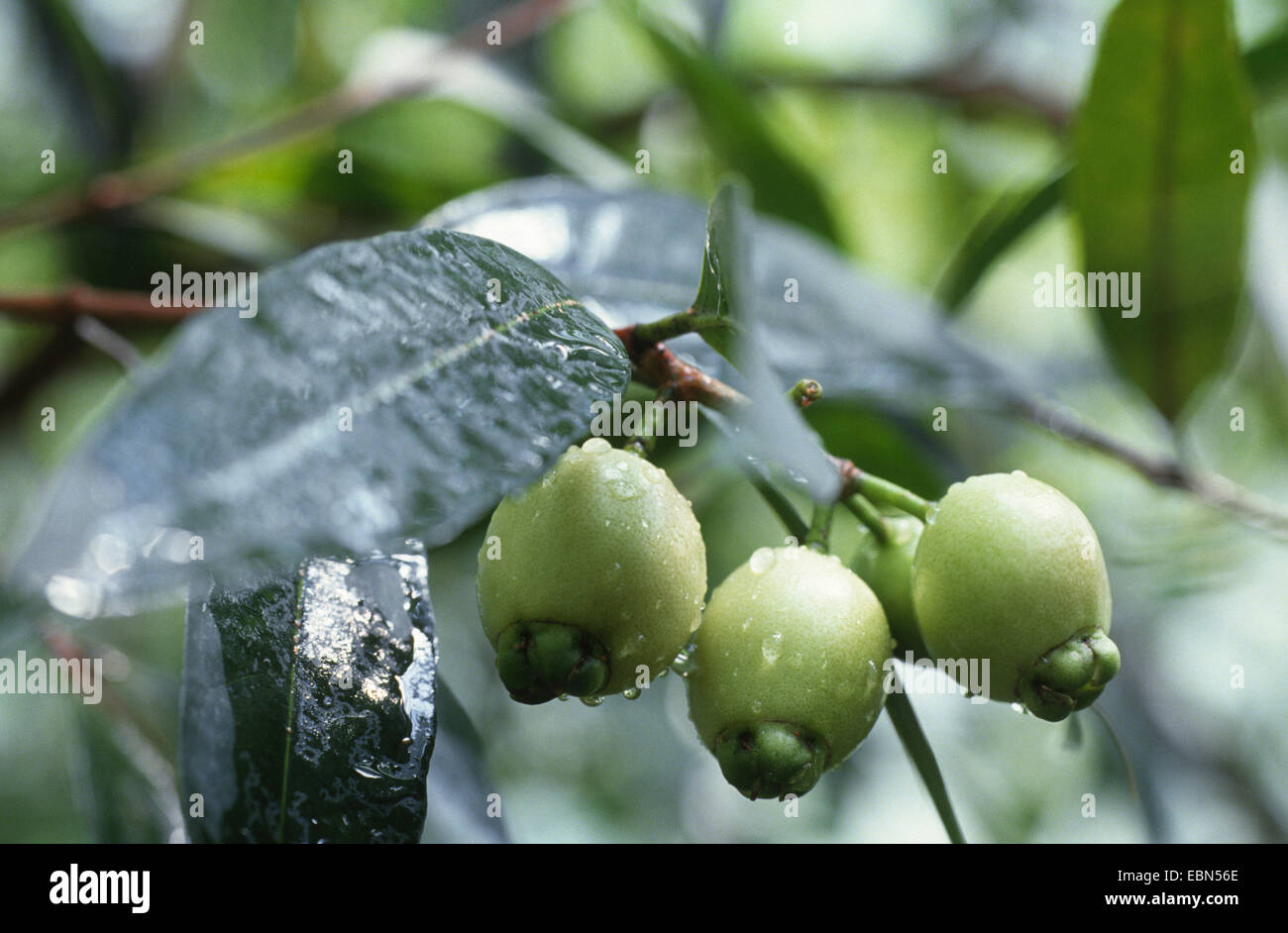 Malabar Plum, Roseapple, Rose Apple (Syzygium jambos), with fruits Stock Photo