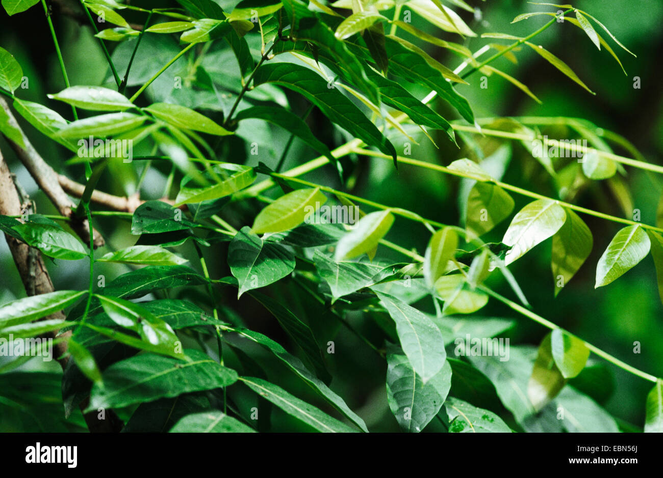 mahogany (Swietenia macrophylla), leaves Stock Photo