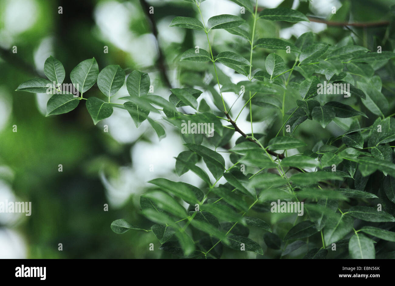 mahogany (Swietenia macrophylla), leaves Stock Photo