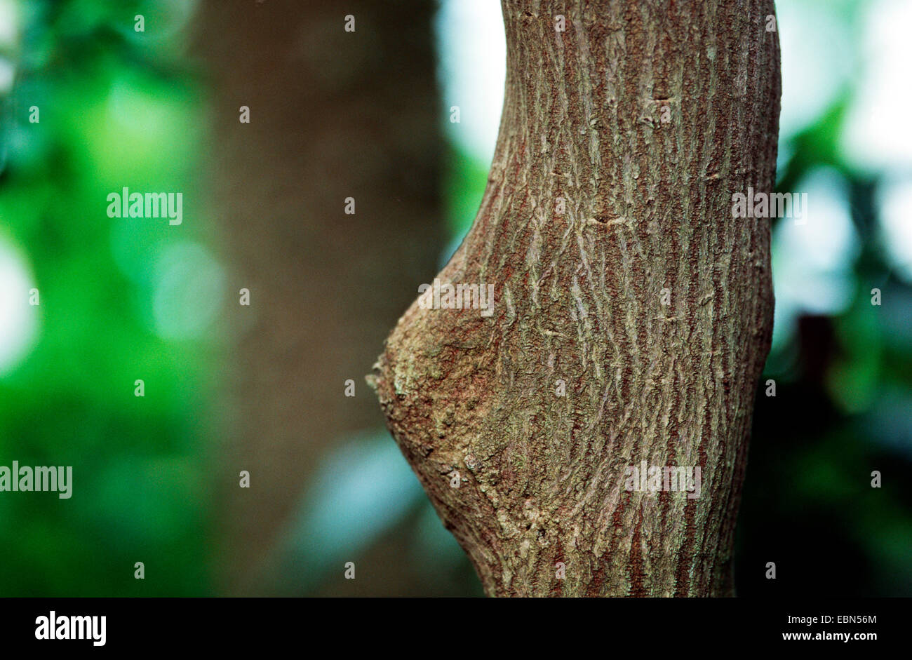 mahogany (Swietenia macrophylla), bark Stock Photo